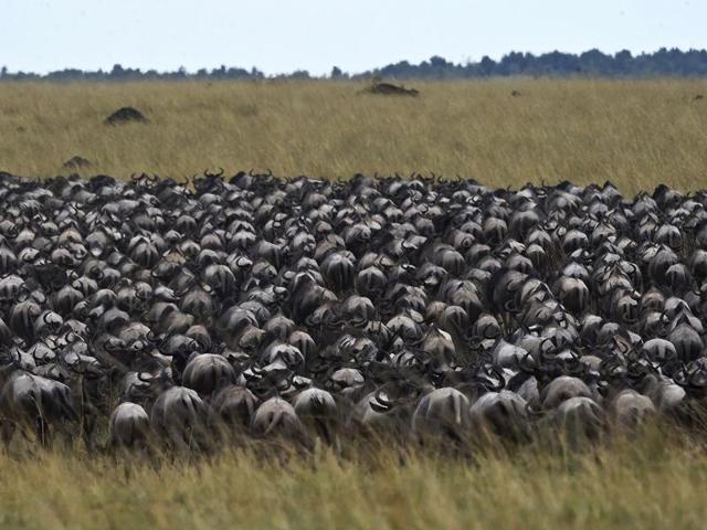 Survival of the fittest: Herds of wildebeest who’ve managed to cross over to the other side, the grasslands of the Masai Mara game reserve. (AFP)