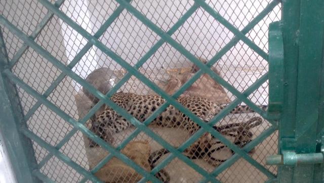 Another photograph capturing the panther in the cage. (HT Photo)