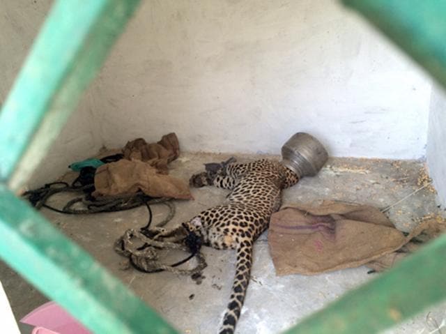 The panther rests in a cage after being caught . (HT Photo)