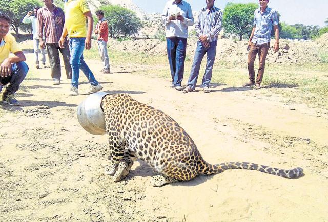 Amused villagers observe at the panther. (HT Photo)
