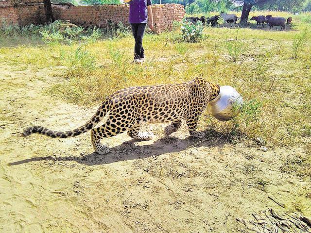 Villagers look at a panther who got his head stuck in a utensil at Rajsamand. (HT Photo)