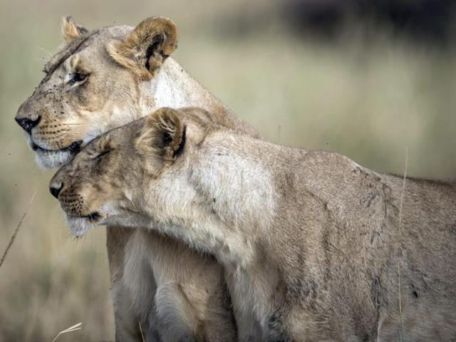 Two adult lionesses of the pride. Every year, between July and October, thousands of wildebeest migrate northwards from Tanzania's Serengeti. (EPA)