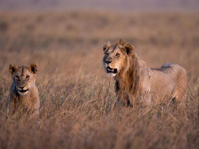 An adult and a cub stalking for their prey in the Masai reserve. Many migrating wildebeest fall prey to the Big 5 of the Masai region. (EPA)