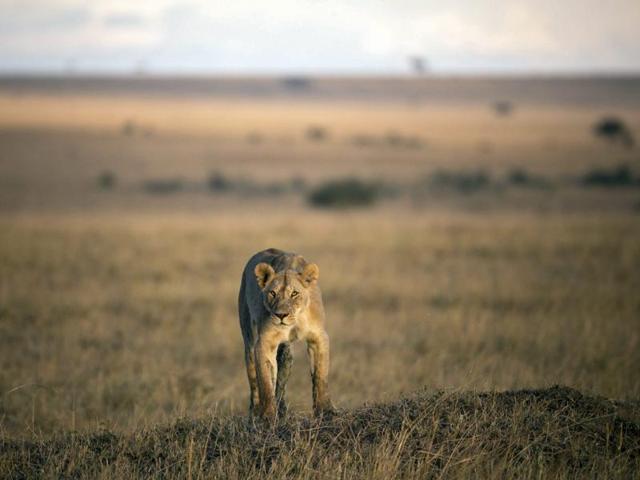 A lioness focuses on a group of Burchill's zebra in the distance from the top of an earth mound late in the afternoon in the reserve. (EPA)