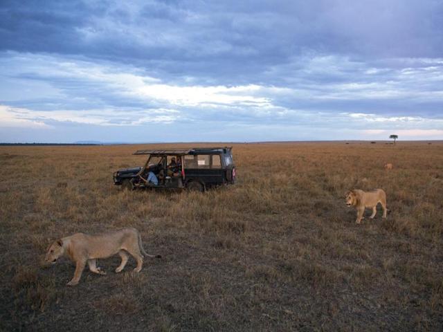 Two members of the Marsh Pride walk past a safari vehicle late in the afternoon in the Maasai Mara National Reserve. (EPA)