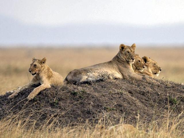 The Serengeti migration is known as one of the seven natural wonders of the world, making it a major draw for and tourists from around the globe. (EPA)