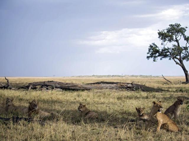 The pride resting in the shade of a tree, after a successful kill from among the thousands of migrating wildebeest and zebras. (EPA)