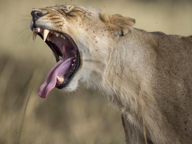 A member of a pride of lions known as the Marsh Pride in Kenya’s Masai Mara . The pride was made famous by BBC’s natural history serial, Big Cat Diary. (EPA)