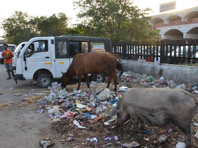 Stray animals feeding on garbage is a common sight in Ambala. (HT Photo) Stray animals feeding on garbage is a common sight in Ambala. (HT Photo)