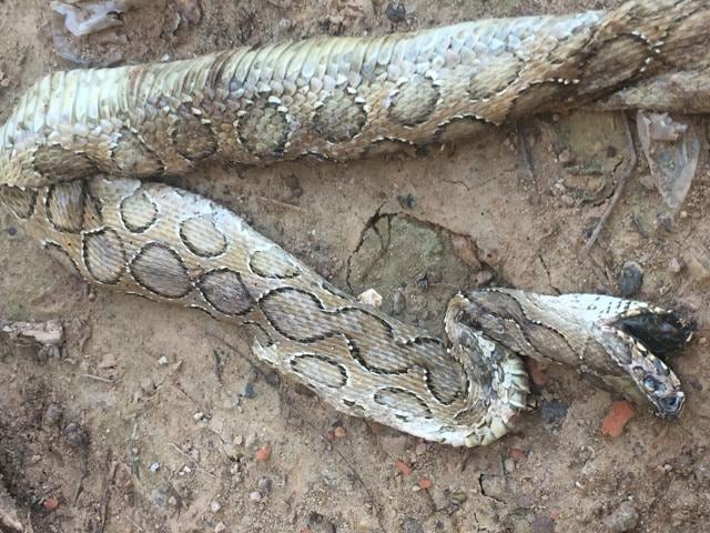 The Russell’s viper run over by a vehicle. (Vikram Jit Singh)