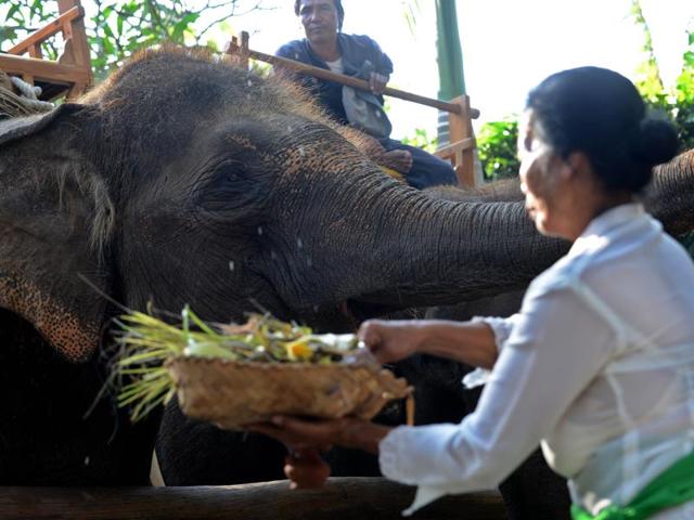 A Balinese woman sprays holy water over an elephant during a Tumpek Kandang ceremony at the Bali zoo in Gianyar. The ceremony is dedicated to the blessing of animals, livestock and pets with families holding ceremonies and offerings to the Hindu god Rudra. (AFP)