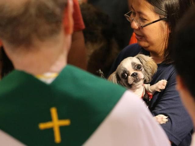 A dog looks at a Catholic priest during animal blessing rites at the Malate church in Manila, Philippines. (AP)