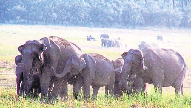Stray elephants accounted for 89 deaths in West Bengal in 2014-15.(HT file) Stray elephants accounted for 89 deaths in West Bengal in 2014-15.(HT file)