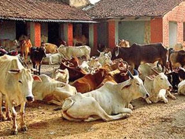 The Punjab Dairy Farmers’ Association accuses both the commission and religious groups of torturing cows in the name of welfare. (Photo credit: Twitter) The Punjab Dairy Farmers’ Association accuses both the commission and religious groups of torturing cows in the name of welfare. (Photo credit: Twitter)