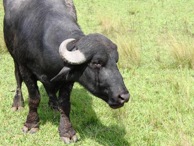 Lab modvirke Bemærk No need to visit animal fairs now; cows, buffaloes available online -  Hindustan Times