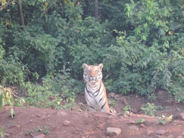 A tiger was spotted near the Kaliasot Dam, located on the outskirts of Bhopal, last week. (HT photo) A tiger was spotted near the Kaliasot Dam, located on the outskirts of Bhopal, last week. (HT photo)