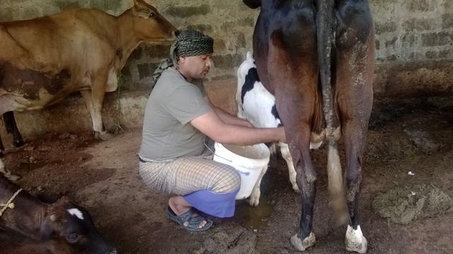 Bahmaid with this cows. (Photo by special arrangement) Bahmaid with this cows. (Photo by special arrangement)