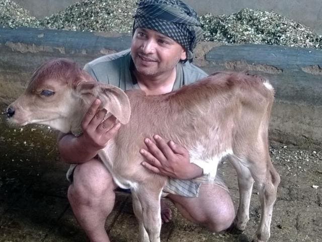 The Arab Gowrakshana Samiti runs a ‘gowshala’ (cow shelter) at Barkas. (Photo by special arrangement) The Arab Gowrakshana Samiti runs a ‘gowshala’ (cow shelter) at Barkas. (Photo by special arrangement)