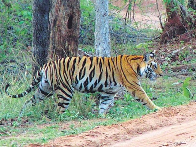 The tigress is said to be almost 54 months old. According to sources, she was captured on camera for the first time in 2014.(HT file photo)