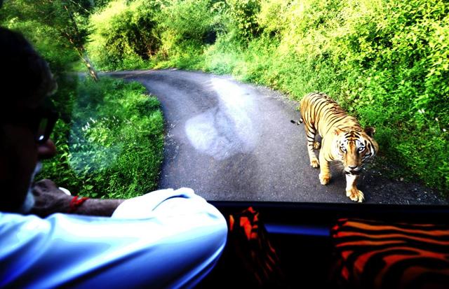 When a tiger chased Bollywood’s Shehenshah... When a tiger chased Bollywood’s Shehenshah...