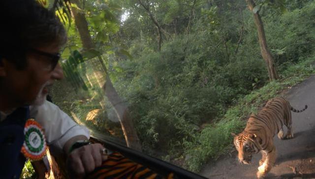 Amitabh Bachchan was chased by a tiger for 4km in Mumbai! (FACEBOOK)
