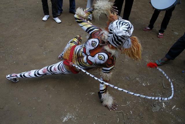 An Indian artist with his body painted with the likeness of a tiger performs to support the save tigers campaign during the Wildlife Week celebrations in Mumbai, India, Tuesday, Oct. 6, 2015. Indian Bollywood actor Amitabh Bachchan made his first appearance as the tiger ambassador of Maharashtra state during the function. (AP PHOTO)
