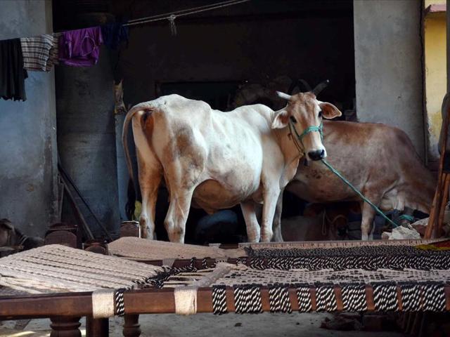 Cows at a house at Bishada village where Mohammad Ikhlaq was lynched by a mob after rumours of beef eating, in Dadri on Tuesday.(PTI)