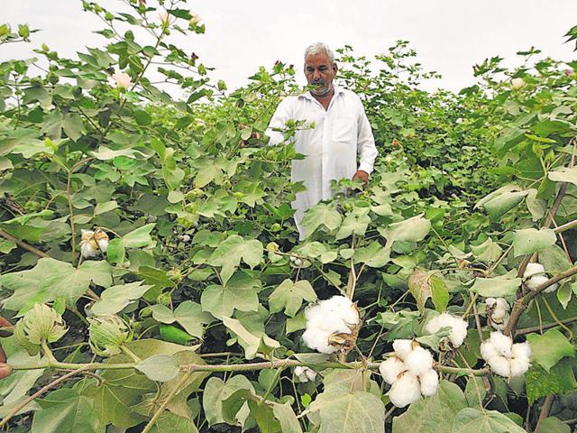 While Bt cotton offers protection from bollworms, not all varieties are suitable for Punjab. (Keshav Singh/HT Photo) While Bt cotton offers protection from bollworms, not all varieties are suitable for Punjab. (Keshav Singh/HT Photo)