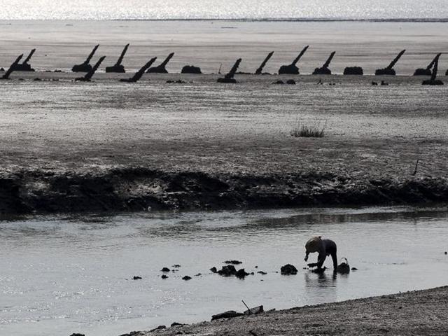 A woman collects oysters on a beach near anti-landing barricades in Kinmen county, Taiwan. (Reuters Photo) A woman collects oysters on a beach near anti-landing barricades in Kinmen county, Taiwan. (Reuters Photo)
