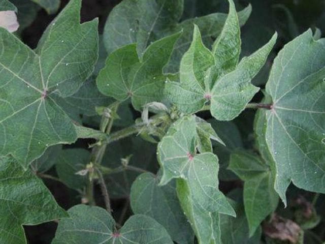 Cotton crop all over Punjab and Haryana has been devastated by the whitefly menace. (HT Photo) Cotton crop all over Punjab and Haryana has been devastated by the whitefly menace. (HT Photo)