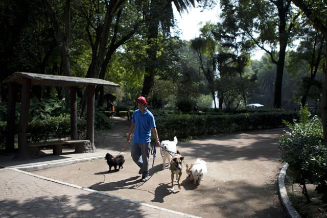 A dog walker leads dogs on leashes through Parque Mexico in the Condesa neighbourhood of Mexico City. Large signs hung on the fence of Parque Mexico's closed dog run on Tuesday, warning of a “Red Alert” that dogs are being poisoned. (AP Photo) A dog walker leads dogs on leashes through Parque Mexico in the Condesa neighbourhood of Mexico City. Large signs hung on the fence of Parque Mexico's closed dog run on Tuesday, warning of a “Red Alert” that dogs are being poisoned. (AP Photo)