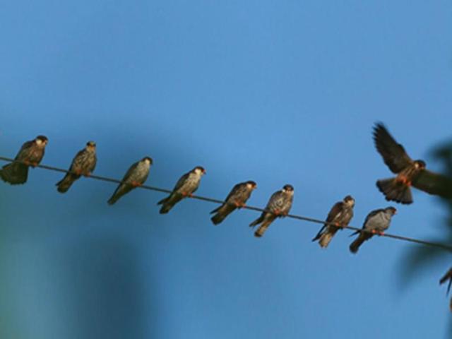 Rita Banerji’s Flight to Freedom -- The Amur Falcon Story is part of the festival. Rita Banerji’s Flight to Freedom -- The Amur Falcon Story is part of the festival.