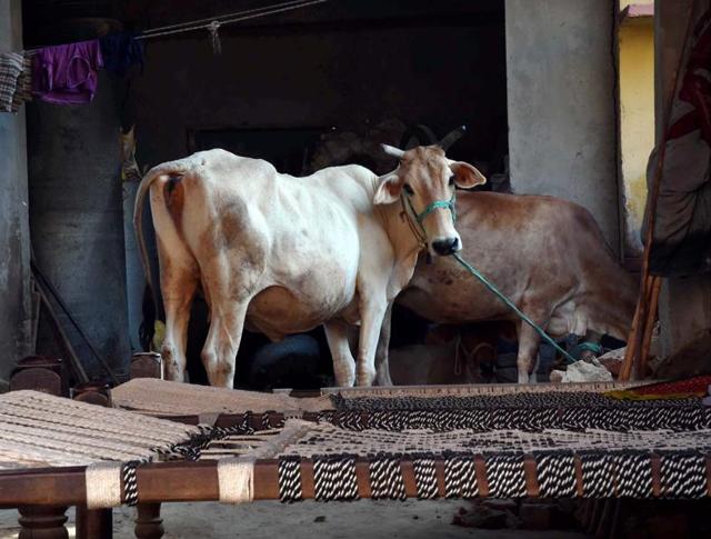Bajrang Dal activists shout slogans during a shutdown in Jammu, on Saturday, October 10, 2015. Life in Jammu was affected Saturday by a protest shutdown called against cow slaughter.(HT Photo) Bajrang Dal activists shout slogans during a shutdown in Jammu, on Saturday, October 10, 2015. Life in Jammu was affected Saturday by a protest shutdown called against cow slaughter.(HT Photo)