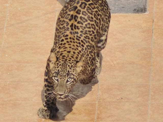 A leopard that strayed into the house of a retired army officer at Amrawati Enclave in Panchkula. (Sant Arora/HT Photo) A leopard that strayed into the house of a retired army officer at Amrawati Enclave in Panchkula. (Sant Arora/HT Photo)