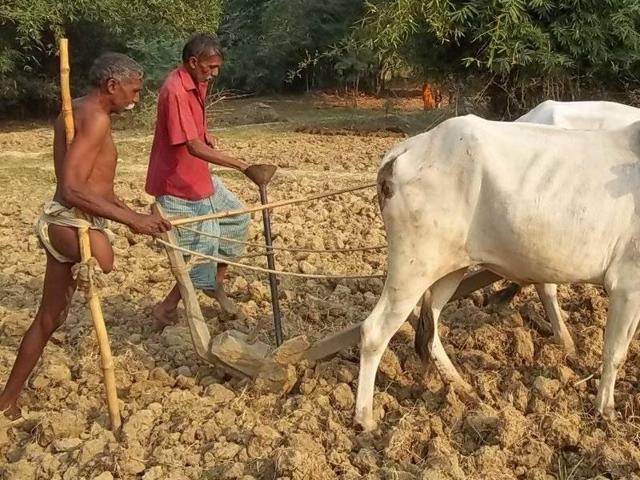 Devraj Yadav lost a leg to gangrene following a minor injury after a bull attacked him. Since then, he had been cultivating his four bigha land in Baberu in Banda district using a wooden stump. (Ashish Sagar’s Facebook profile) Devraj Yadav lost a leg to gangrene following a minor injury after a bull attacked him. Since then, he had been cultivating his four bigha land in Baberu in Banda district using a wooden stump. (Ashish Sagar’s Facebook profile)
