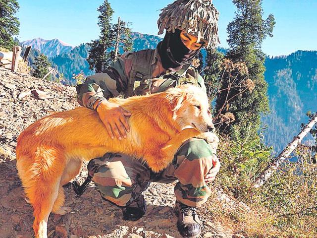 A dog with a sentry at a post near LoC in Poonch sector.(Rahul Singh/HT)