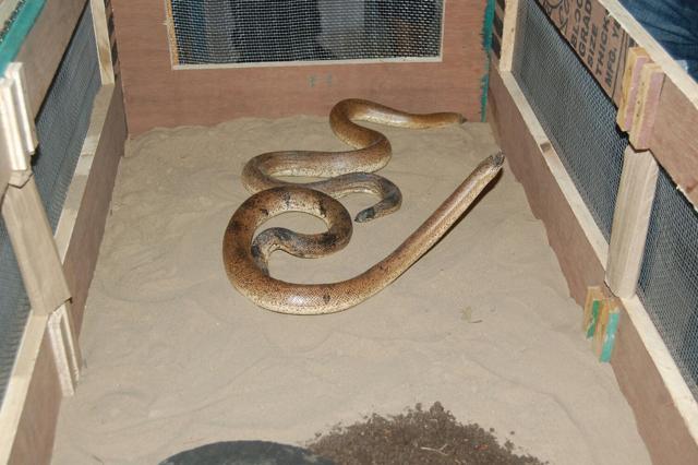 Two Red sand boas, which were stolen from zoo. (PHOTO: MC ZOOLOGICAL PARK, CHHATBIR ) Two Red sand boas, which were stolen from zoo. (PHOTO: MC ZOOLOGICAL PARK, CHHATBIR )
