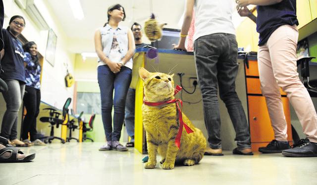 Ginger, Chief Stress Buster at edutech company Pagalguy.com, has an employee number, and his own drawer, cushioned beds and toys. (HT PHOTO/ANSHUMAN POYREKAR)
