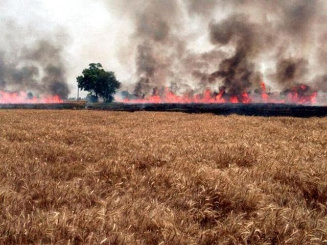 Stubble burning harms not only the environment, but also the soil health (HT Photo) Stubble burning harms not only the environment, but also the soil health (HT Photo)