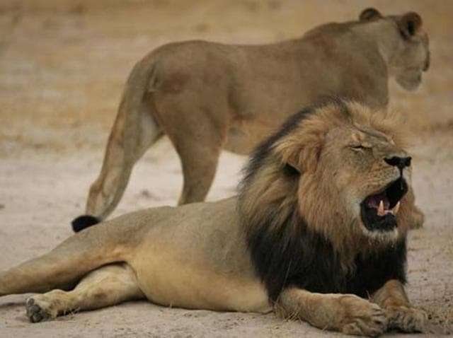 The killing of Cecil triggered a storm of protests on social media and Palmer received threats. (File Photo) The killing of Cecil triggered a storm of protests on social media and Palmer received threats. (File Photo)