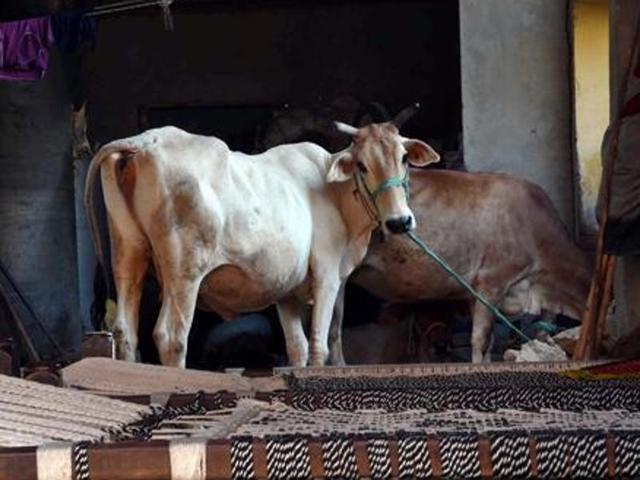 The Punjab and Haryana high court on Wednesday directed the Punjab and Haryana governments to consider various mechanisms to check cow smuggling from both states. (HT Photo) The Punjab and Haryana high court on Wednesday directed the Punjab and Haryana governments to consider various mechanisms to check cow smuggling from both states. (HT Photo)