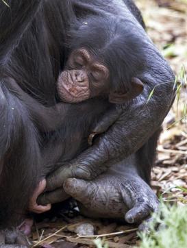 chimpanzee baby red colobus monkey chimpanzee baby red colobus monkey