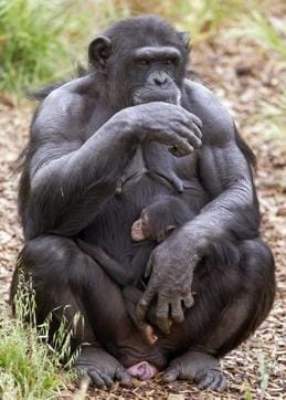 Baby chimp Boon - who was orphaned when his mother Soona died shortly after he was born October 9 - clinging on to his new adopted mother Zombi in Monarto, southeast of Adelaide. (AFP)