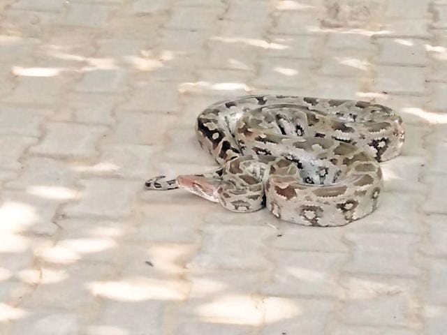 Villagers of Behrampur, Sohna, found the snake on a tree near a Shiv temple in the village. They informed the wildlife department, which rushed to the spot and rescued the reptile. (HT Photo) Villagers of Behrampur, Sohna, found the snake on a tree near a Shiv temple in the village. They informed the wildlife department, which rushed to the spot and rescued the reptile. (HT Photo)