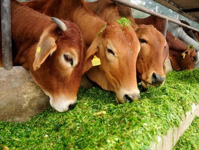 The police arrested four other occupants of the truck and booked them under Section 8 of the Himachal Pradesh Cow Slaughter Act and Section 11 of the Animal Cruelty Act after recovering 10 cattle from the truck.(LIVE MINT PHOTO) The police arrested four other occupants of the truck and booked them under Section 8 of the Himachal Pradesh Cow Slaughter Act and Section 11 of the Animal Cruelty Act after recovering 10 cattle from the truck.(LIVE MINT PHOTO)