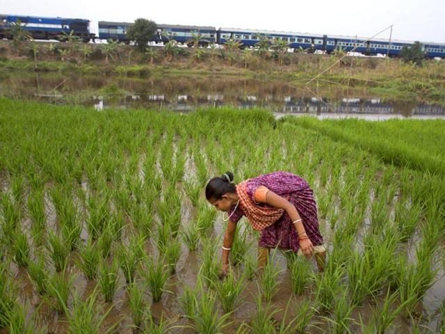The state’s rice bowl, straddling at least 16 assembly constituencies, nature’s visible bounty hides the harsh reality – about failing crops due to erratic weather earlier and a paddy procurement scam which has seen the government clamp down on the rice mills in three districts. (AP file photo) The state’s rice bowl, straddling at least 16 assembly constituencies, nature’s visible bounty hides the harsh reality – about failing crops due to erratic weather earlier and a paddy procurement scam which has seen the government clamp down on the rice mills in three districts. (AP file photo)