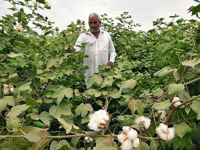 The whitefly attack across the state hit farmers hard, resulting in huge losses. (HT Phot)