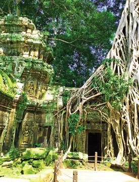 Ta Prohm takes on the local name for Brahma (Photo: Vir Sanghvi)