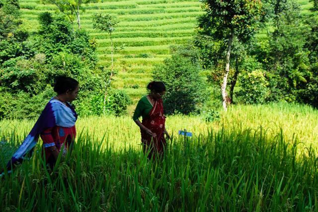 Adapting to the changing weather patterns, villagers experiment with different varieties of rice. Nanimaiya Dhungana says the variety of rice they planted requires less water to grow. (Furquan Ameen Siddiqui/ HT Photo) Adapting to the changing weather patterns, villagers experiment with different varieties of rice. Nanimaiya Dhungana says the variety of rice they planted requires less water to grow. (Furquan Ameen Siddiqui/ HT Photo)