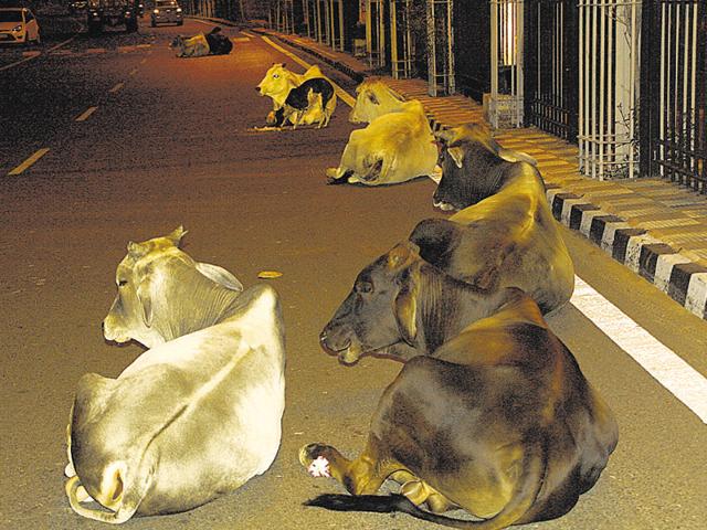 Government plans to provide shelter to 1.17 lakh stray cows and bulls. (HT Photo) Government plans to provide shelter to 1.17 lakh stray cows and bulls. (HT Photo)